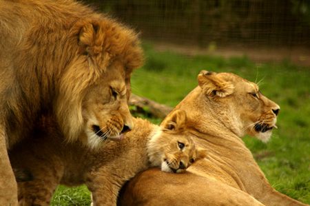 Lion_Family__by_TheSilverLotus