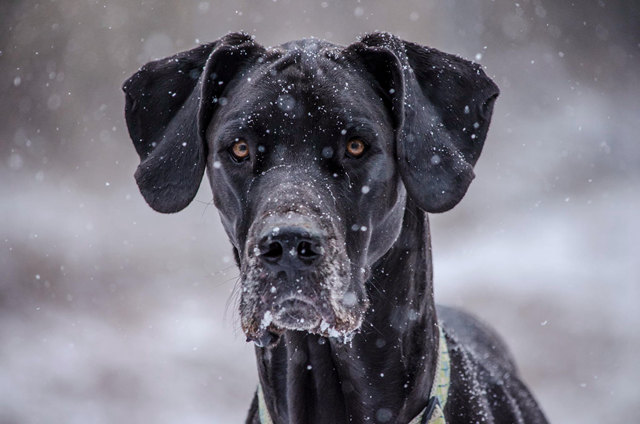 Bella in the Snow By Weston Lazear