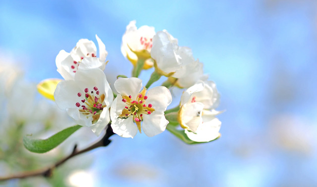 apple-blossoms-640