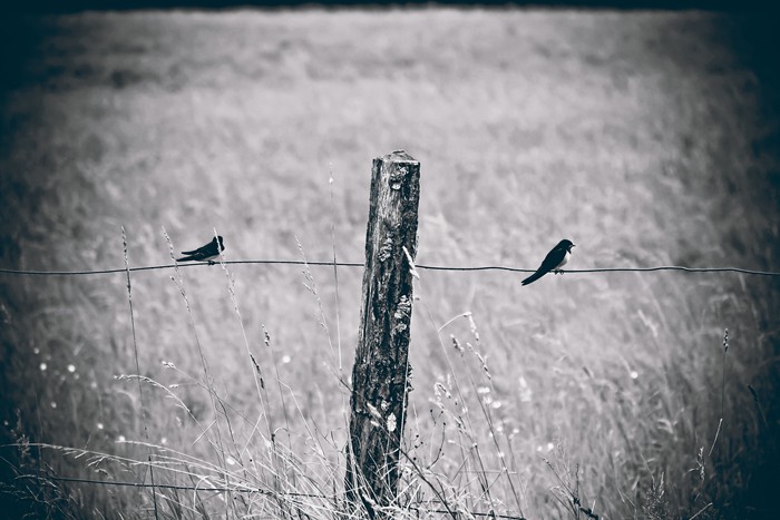 fence-1579005_700