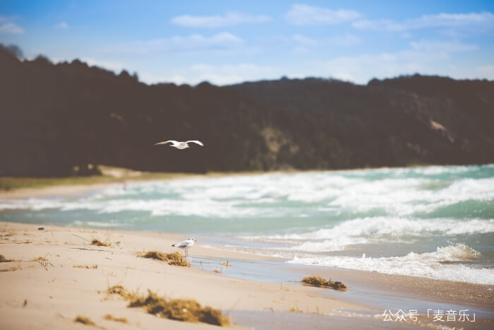 海鸟