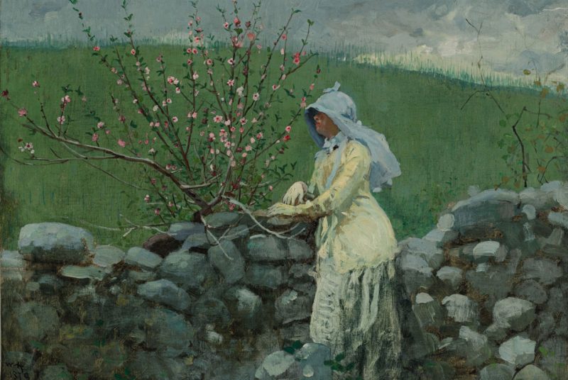 Peach Blossoms | Winslow Homer